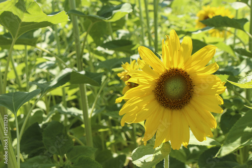 Image of a Yellow Sunflower  