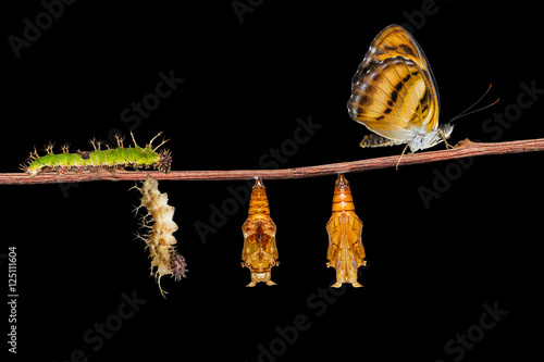 Life cycle of colour segeant butterfly on twig photo