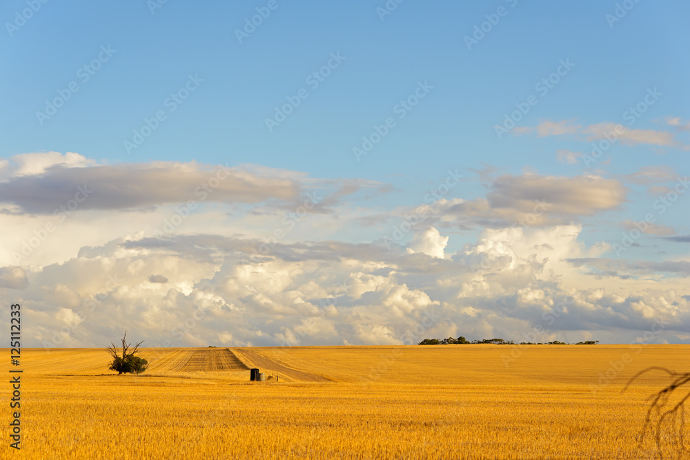 Getreidefelder in Westaustralien, Australien - obrazy, fototapety, plakaty 