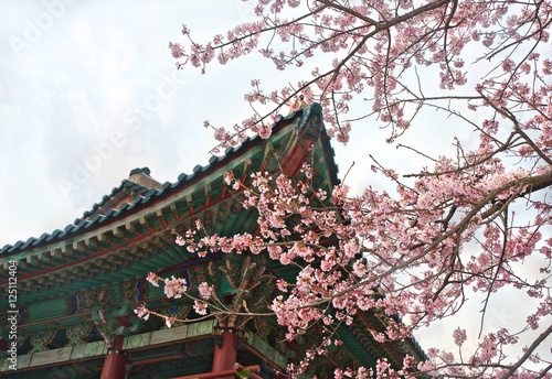 buddhist temple at Jeju Korea with sakura cherry blossoms