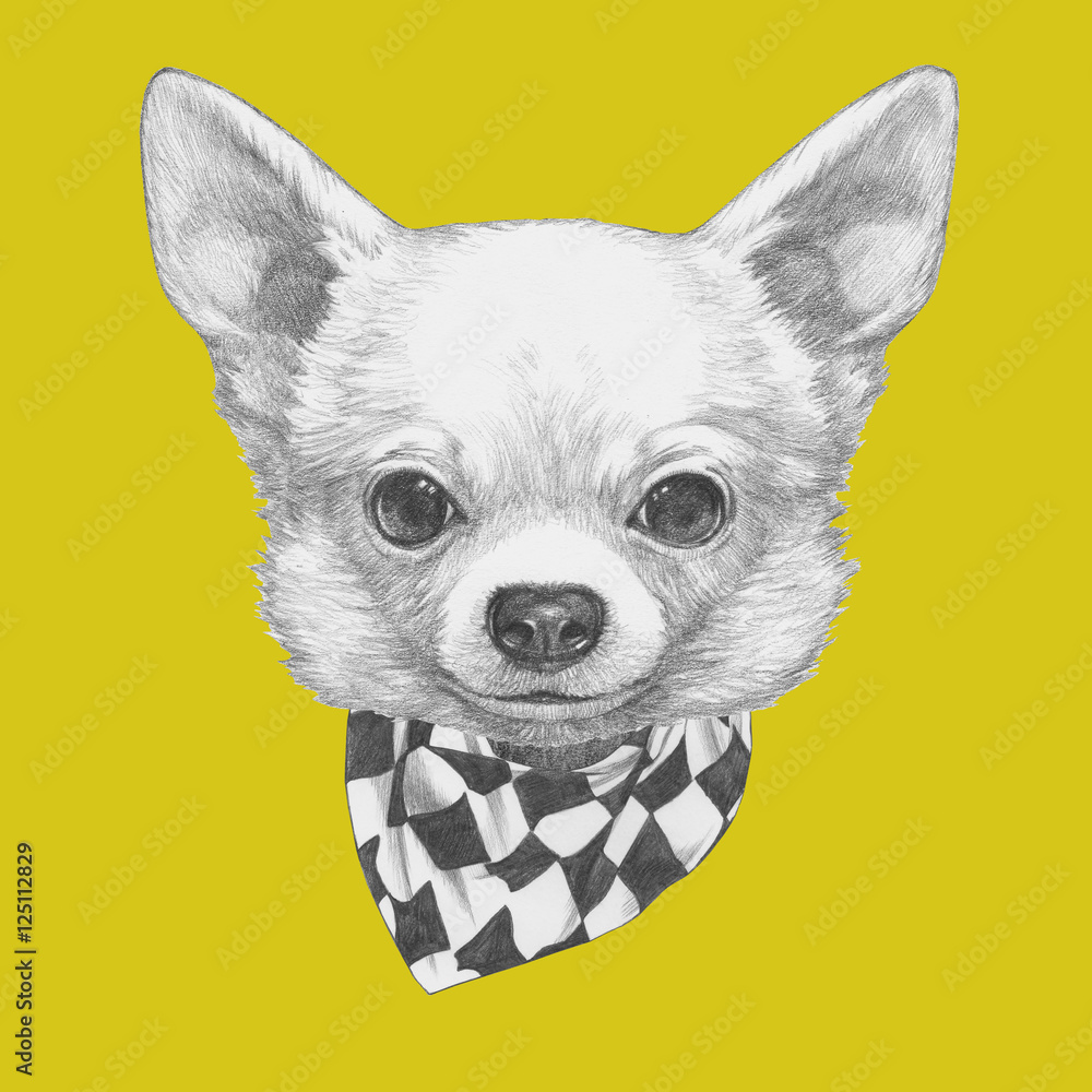 Portrait of Chihuahua with scarf. Hand drawn illustration.