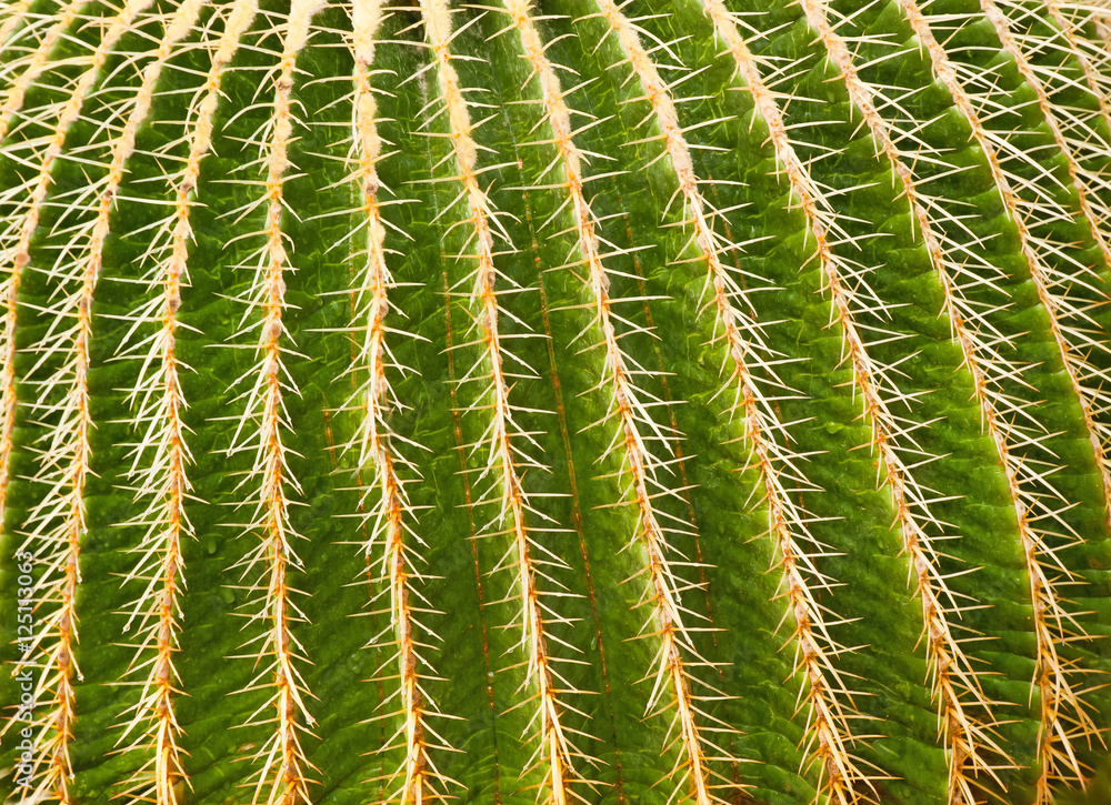 natural floral cactus background natural floral cactus background