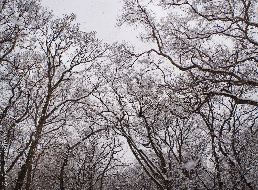 snowy freezing forest landscape snowy freezing forest landscape