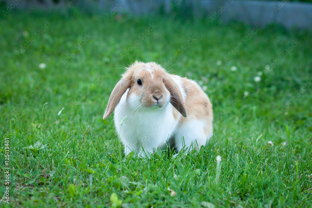 Little rabbit on green grass in summer day Little rabbit on green grass in summer day