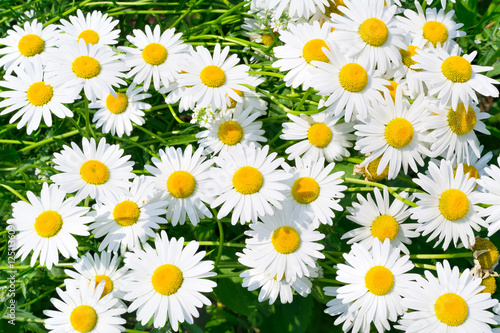 white and fresh flower camomiles background