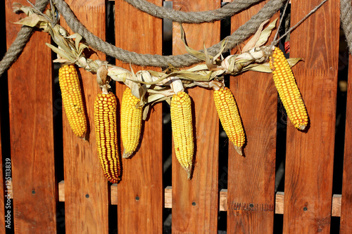 Rural farm natural organic autumn yellow decoration garland from dry maize corn on wooden background country style decor