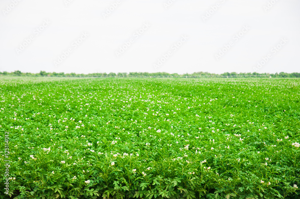 Potato plants field