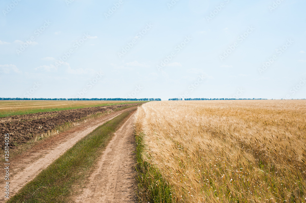 Fototapeta premium Empty countryside road