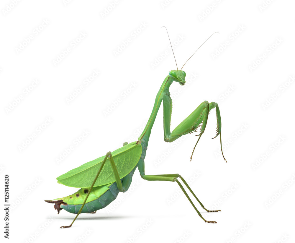 Male praying mantis - Macromantis ovalifolia, isolated on white