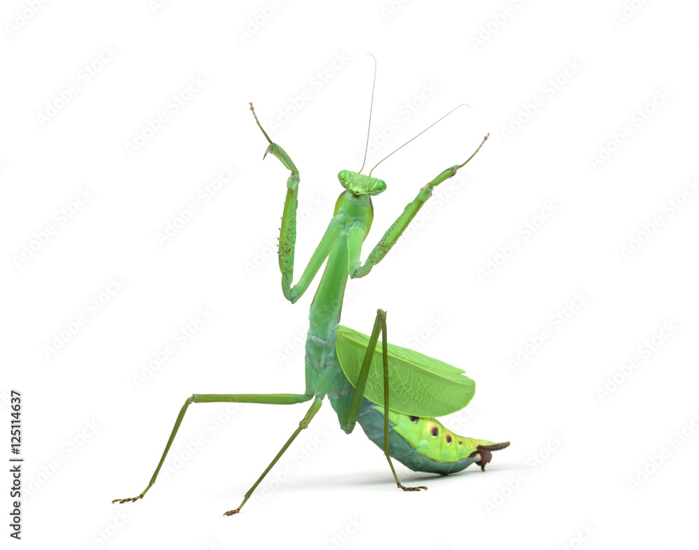 Male praying mantis - Macromantis ovalifolia, isolated on white Male praying mantis - Macromantis ovalifolia, isolated on white