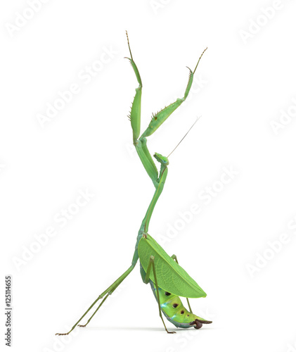 Male praying mantis - Macromantis ovalifolia, isolated on white