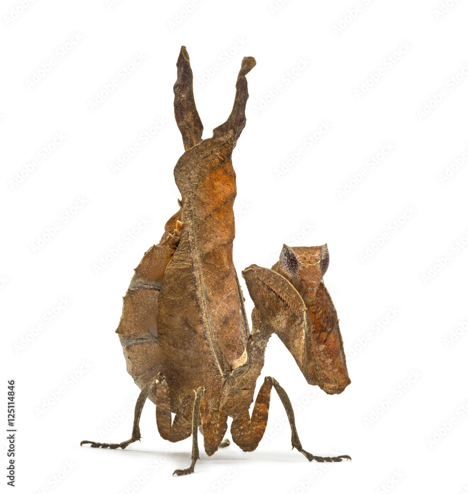 dead leaf mantises - Acanthops Sp - isolated on white dead leaf mantises - Acanthops Sp - isolated on white