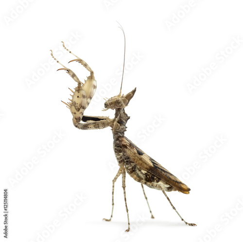 Female praying mantis  Ceratomantis saussurii  isolated on white