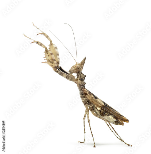 Female praying mantis, Ceratomantis saussurii, isolated on white photo