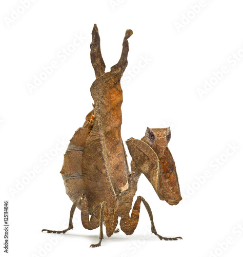 dead leaf mantises - Acanthops Sp - isolated on white