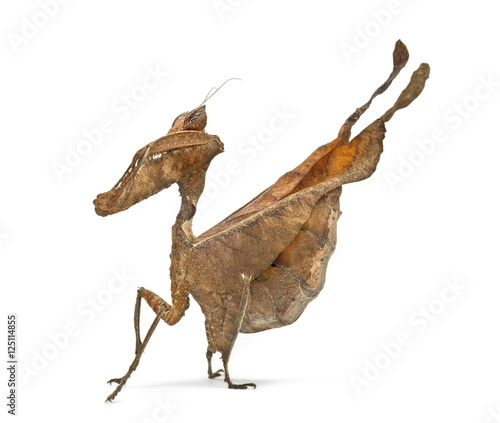 dead leaf mantises - Acanthops Sp - isolated on white