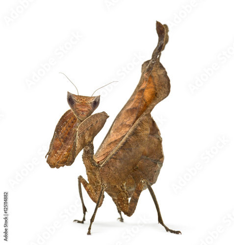 dead leaf mantises - Acanthops Sp - isolated on white photo