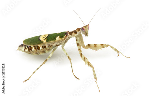 Female flower mantis - Creobroter gemmatus, isolated on white photo