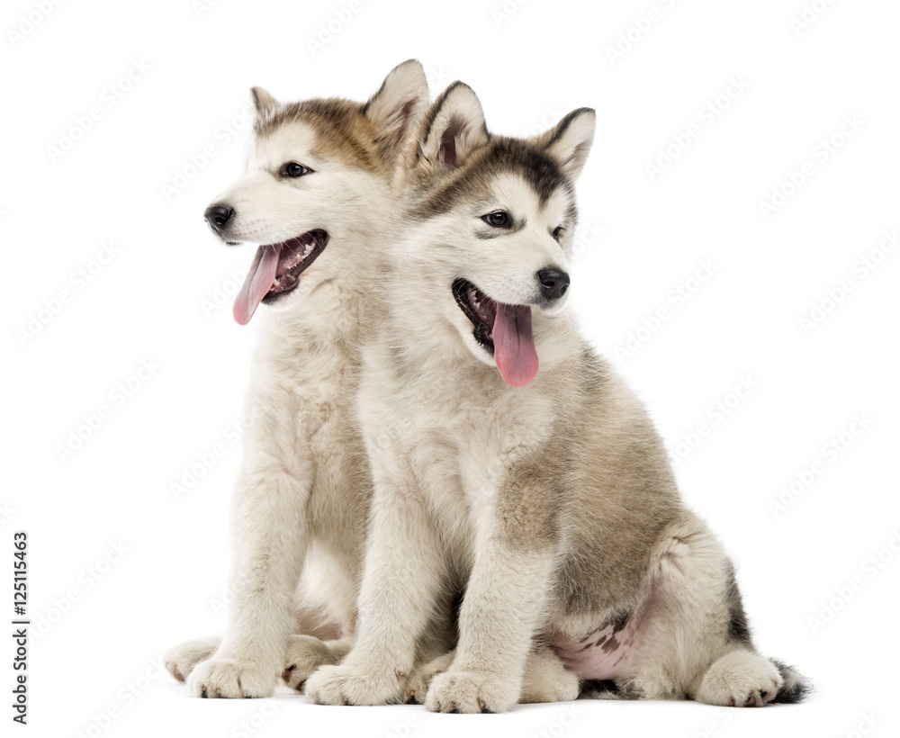 Alaskan Malamute puppies sitting and panting isolated on white