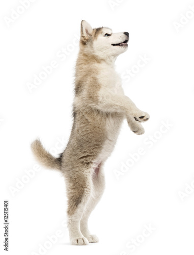 Alaskan Malamute puppy on hind legs  isolated on white