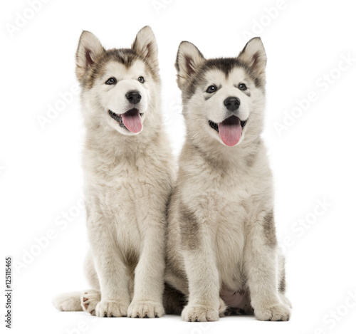Alaskan Malamute puppies sitting and panting isolated on white