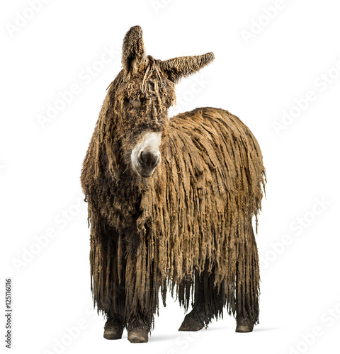 Poitou donkey with a rasta coat isolated on white photo