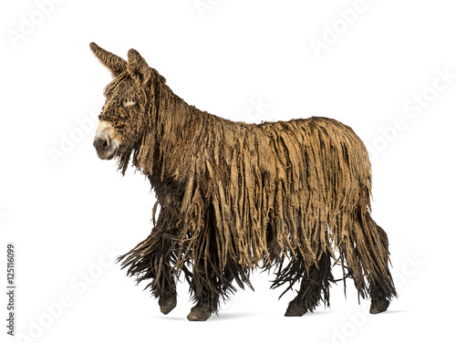 Photos Side view of a walking Poitou donkey