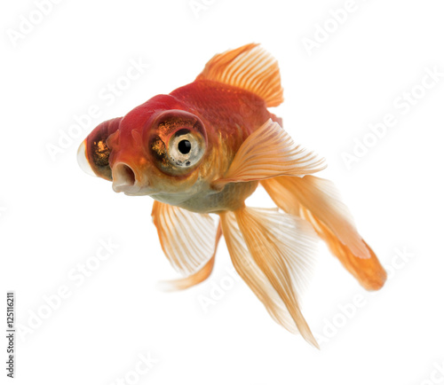 Goldfish islolated on white