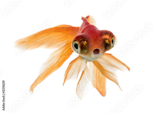 Front view of a Goldfish swimming islolated on white