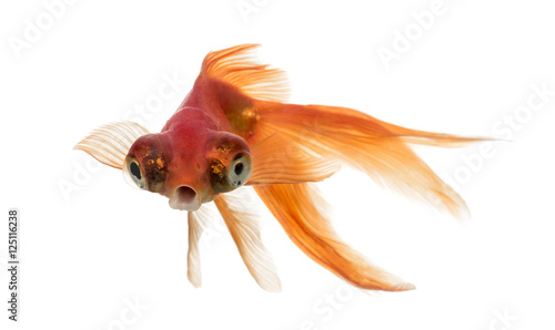 Front view of a Goldfish in water islolated on white
