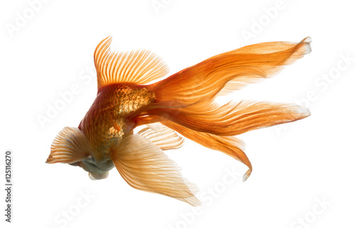 Back view of a Goldfish in water, islolated on white
