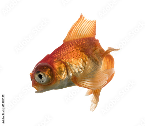 Side view of a Goldfish in water, islolated on white