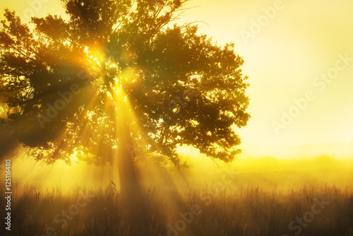 a large tree in the early morning mist and the sun shining through its branches. Warm nice photos beautiful dawn. 