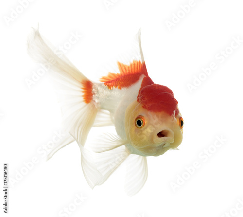 Lion's head goldfish opening mouth isolated on white