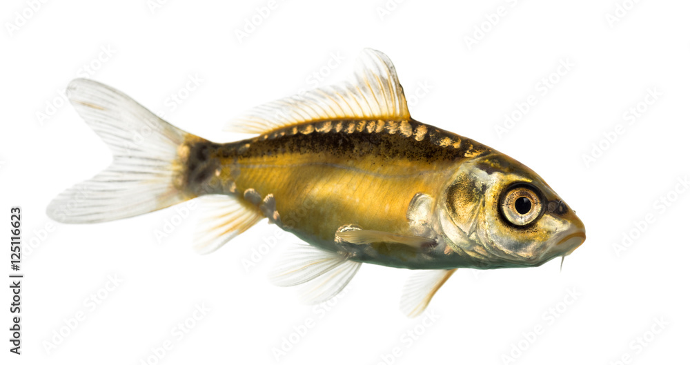 Side view of a yellow koi isolated on white Side view of a yellow koi isolated on white