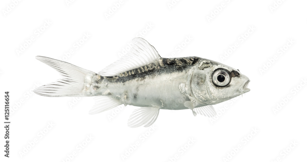Side view of a grey koi isolated on white Side view of a grey koi isolated on white