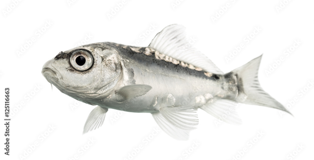 Side view of a grey koi isolated on white Side view of a grey koi isolated on white