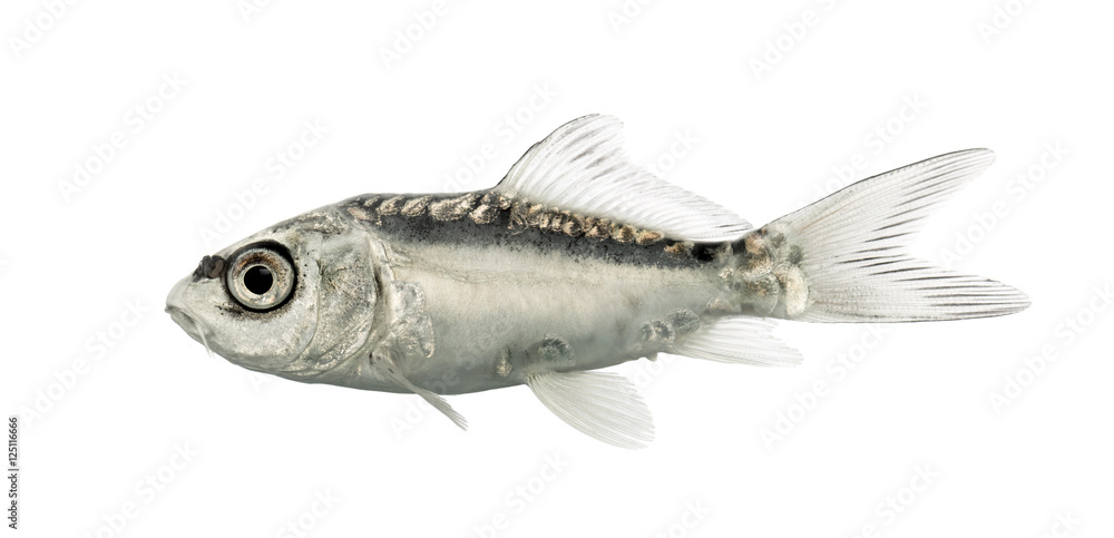 Side view of a grey koi isolated on white Side view of a grey koi isolated on white