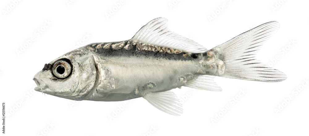 Fototapeta premium Side view of a grey koi isolated on white