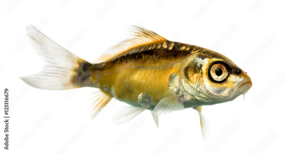 Side view of a yellow koi isolated on white Side view of a yellow koi isolated on white