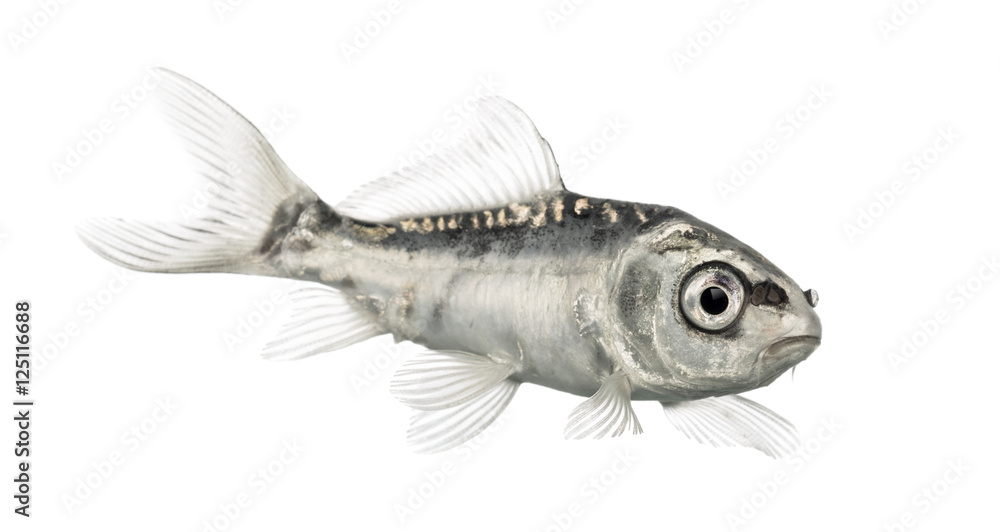 Side view of a grey koi isolated on white Side view of a grey koi isolated on white