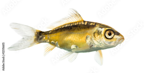 Side view of a yellow koi isolated on white