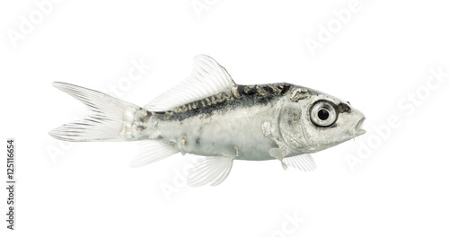 Side view of a grey koi isolated on white
