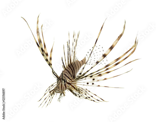 Pterois volitans or red lionfish swimming isolated on white