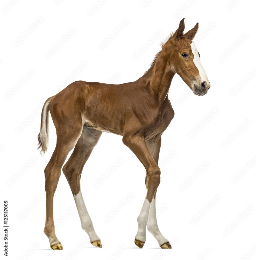 Side view of a foal walking isolated on white Side view of a foal walking isolated on white