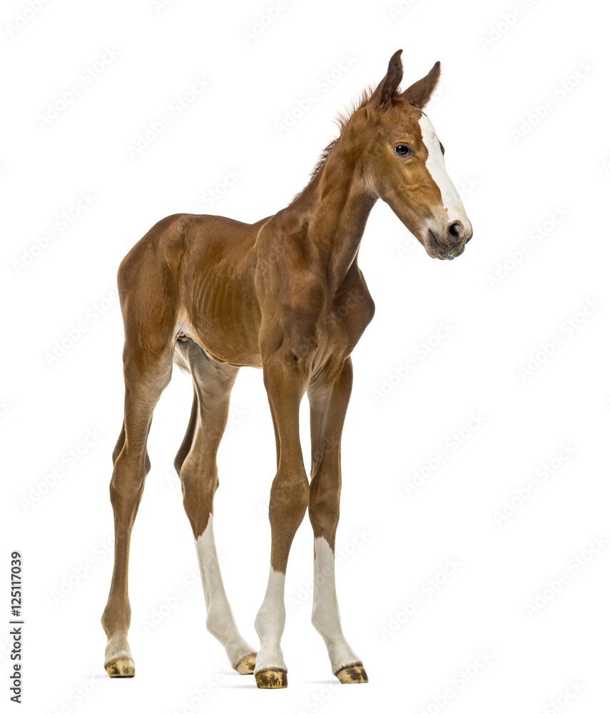 Foal isolated on white