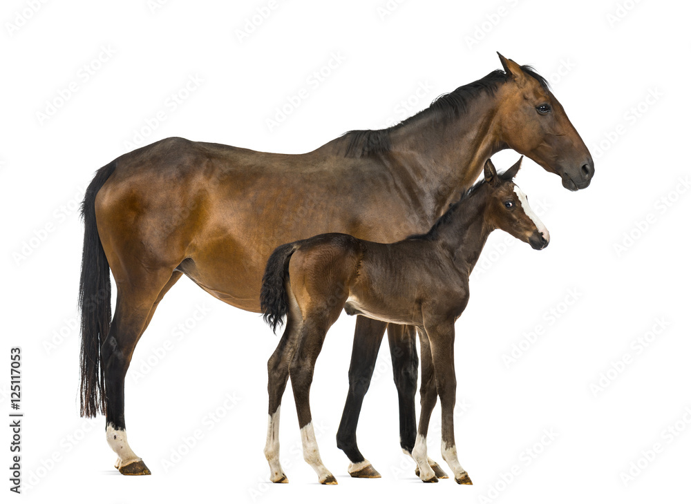 Side view of a mare and her foal Side view of a mare and her foal