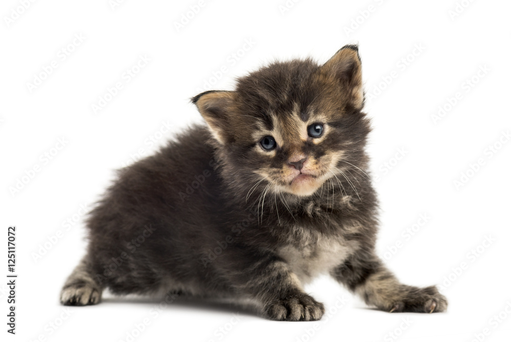 Cute Maine coon kitten isolated on white