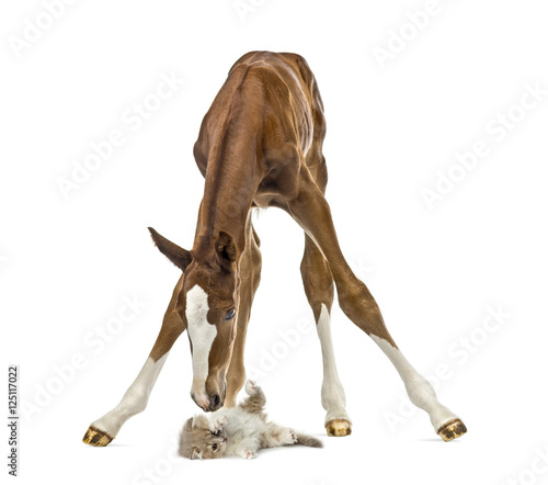 Foal playing with a cat isolated on white
