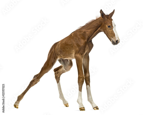 Foal standing up and balancing isolated on white